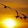 Whooper Swan (Cygnus cygnus) three silhouetted in flight at sunset. UK.